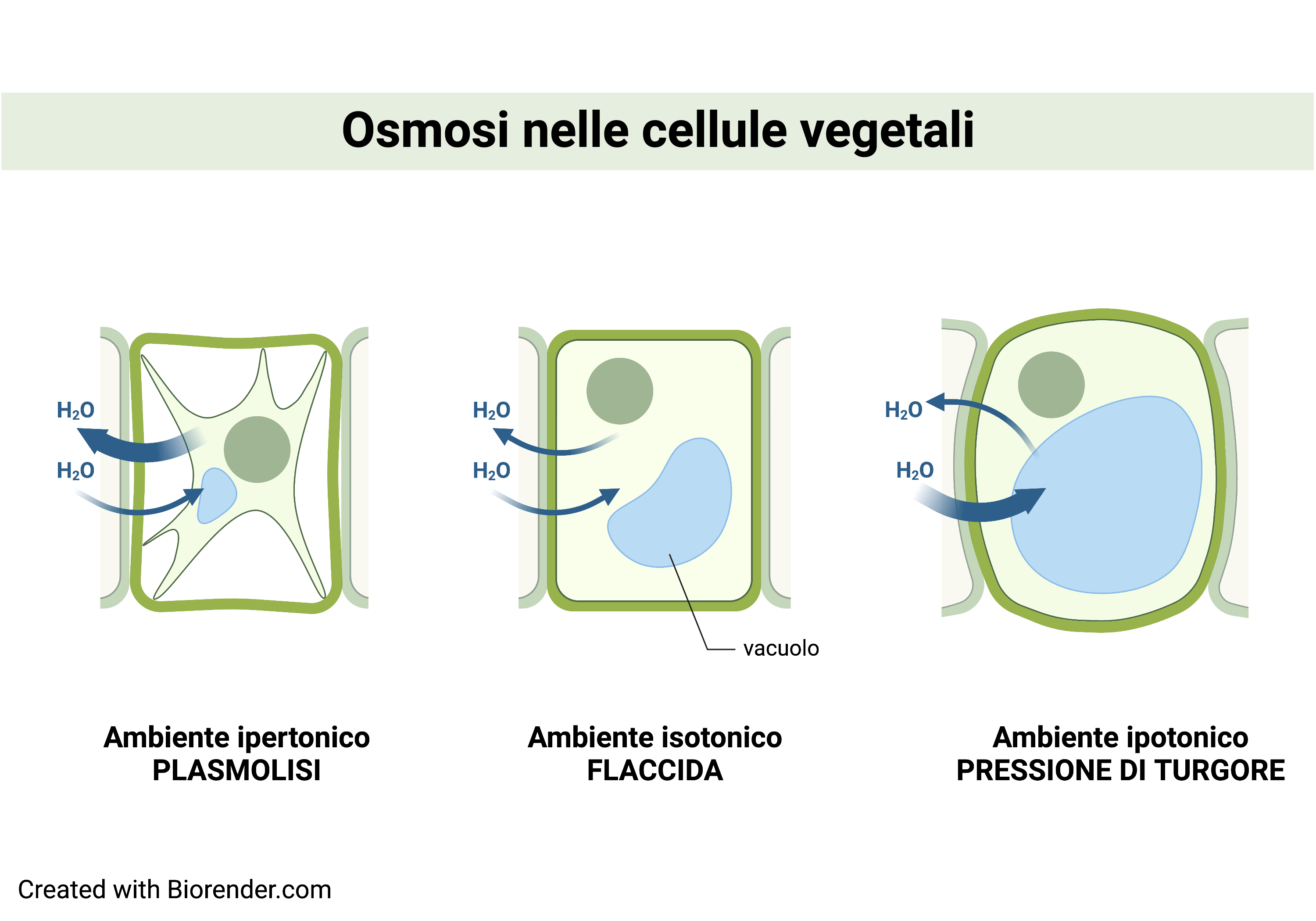 osmosi nelle cellule vegetali