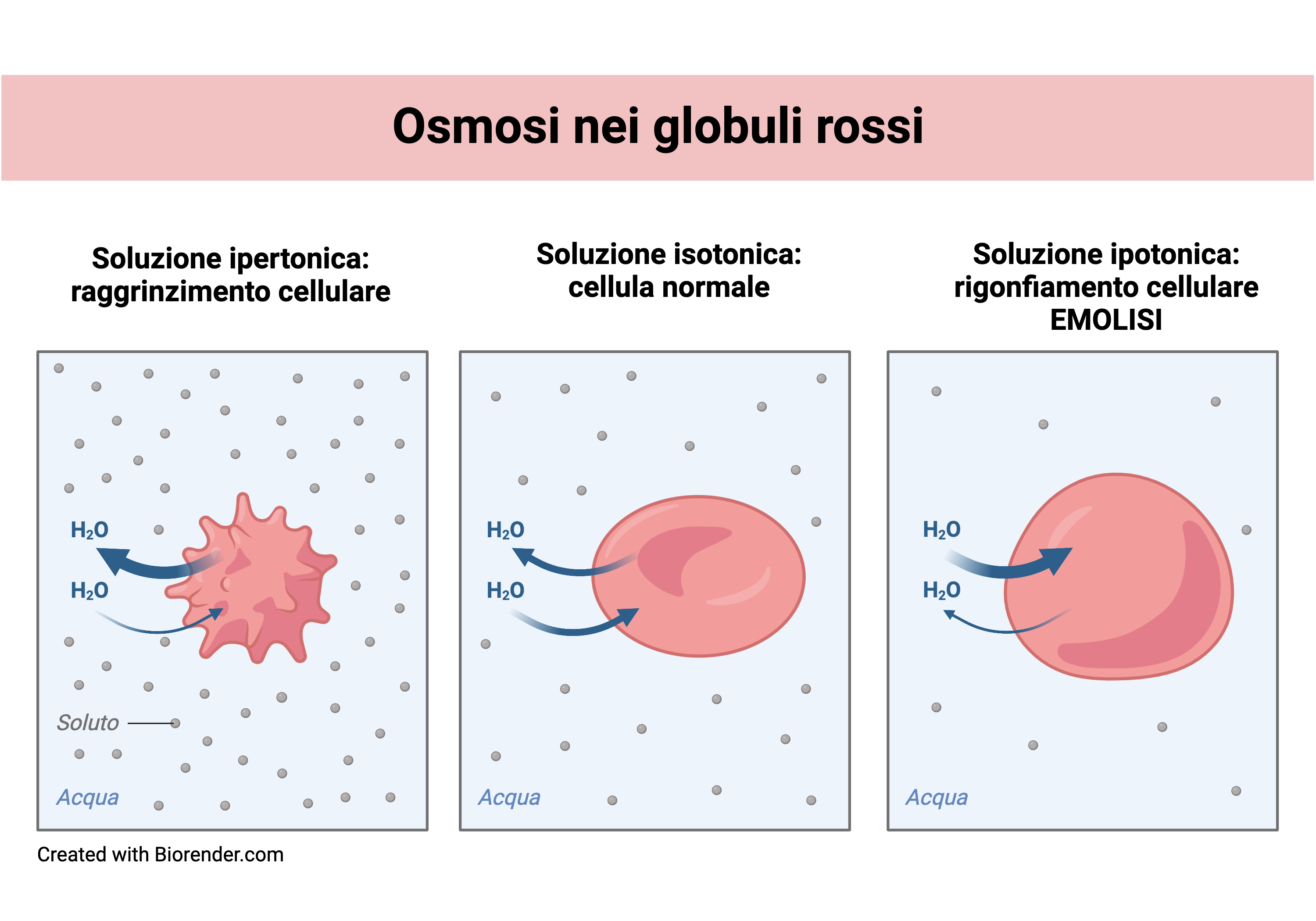osmosi nei globuli rossi
