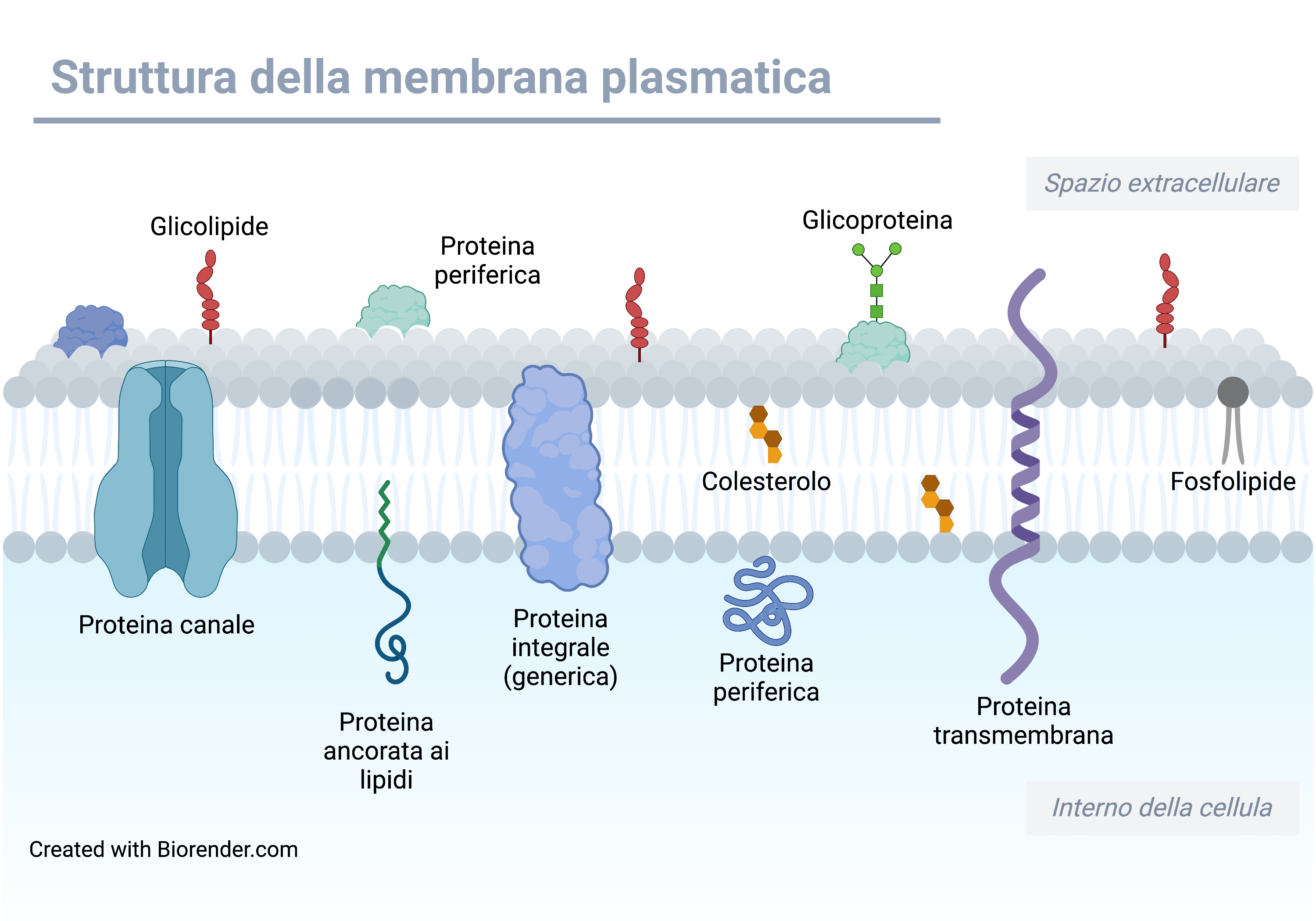 la membrana plasmatica