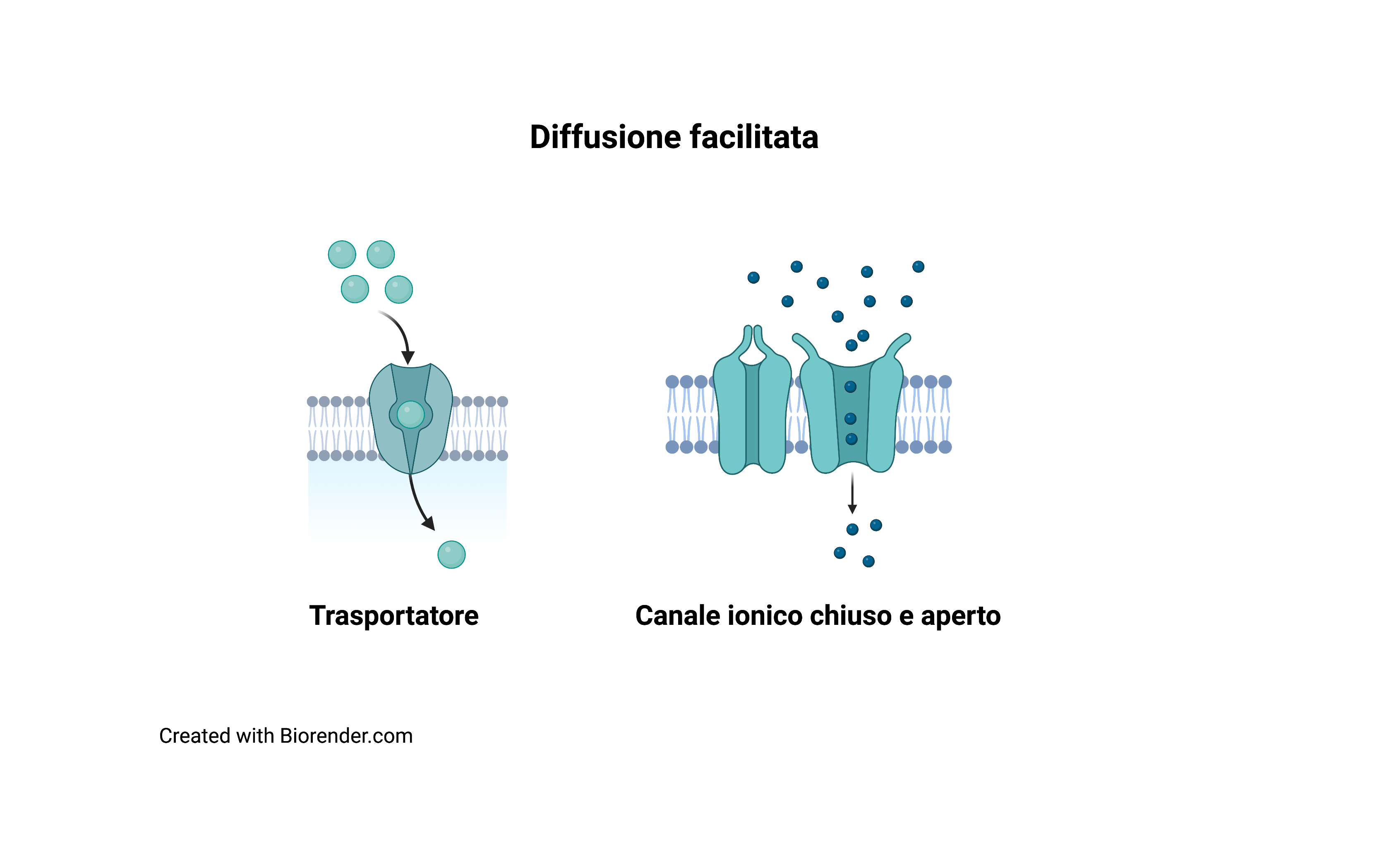 diffusione facilitata