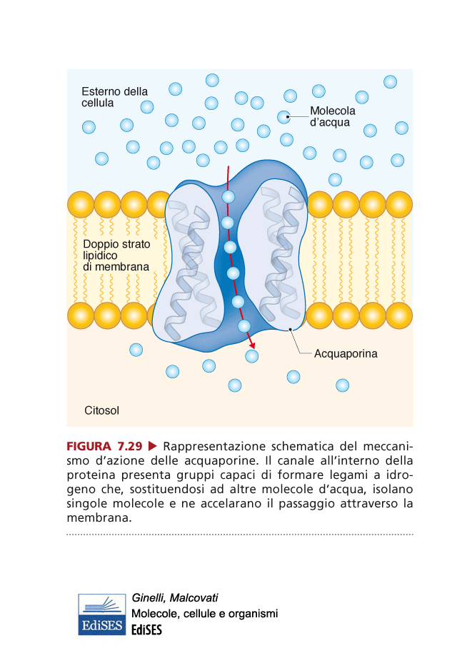 esterno della cellula