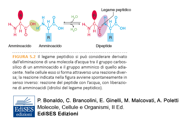 legame peptidico