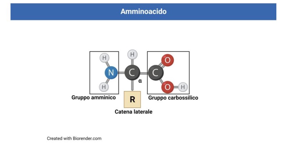 amminoacido