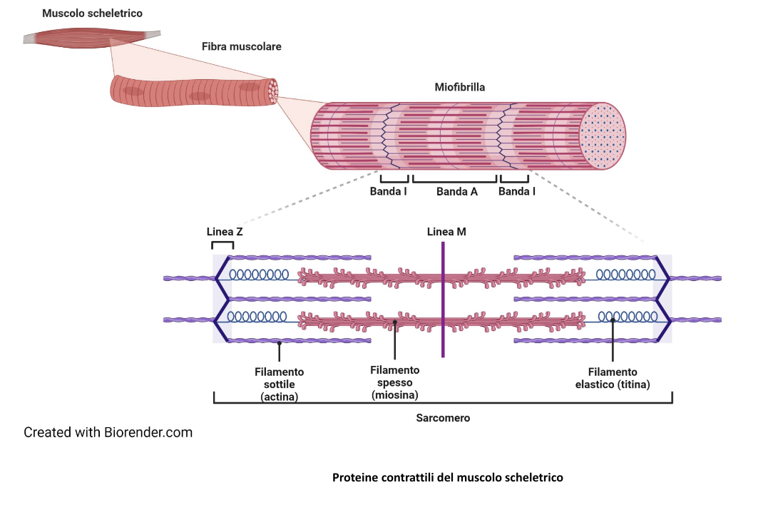 proteine muscolo scheletrico