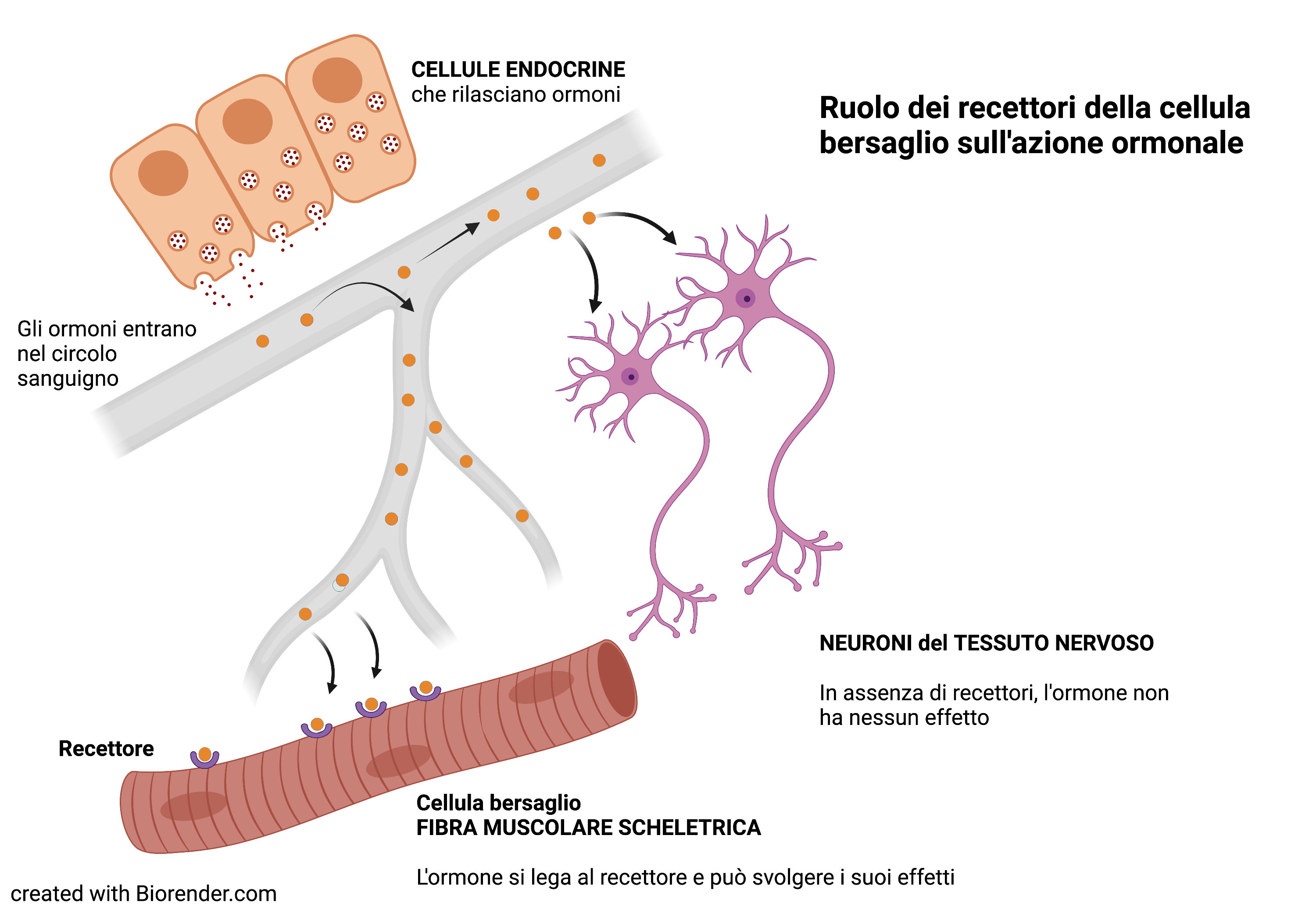 recettori cellula