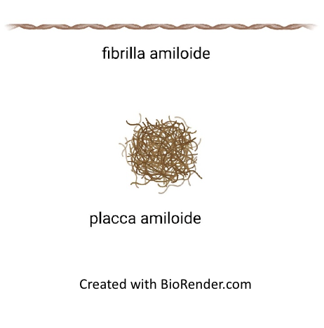 placca amiloide