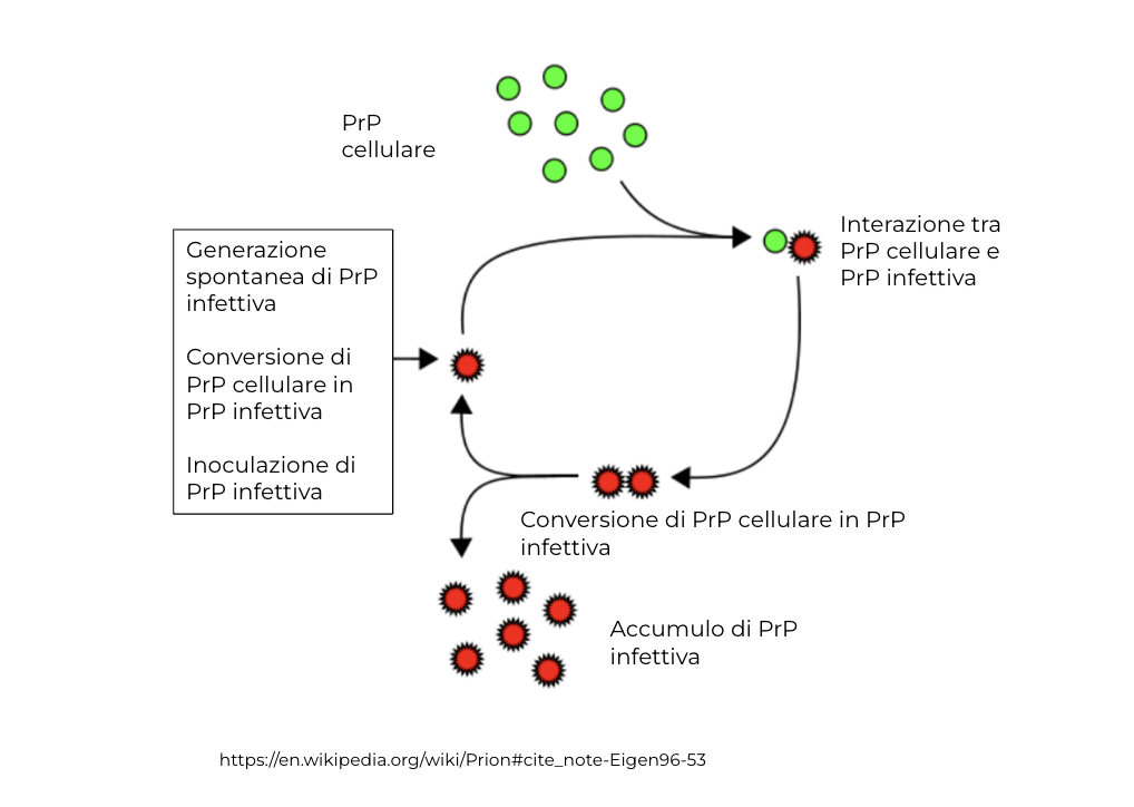 PrP cellulare