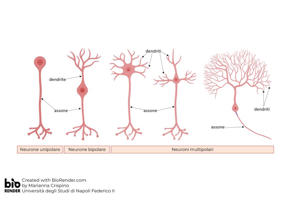 dendriti ramificati 