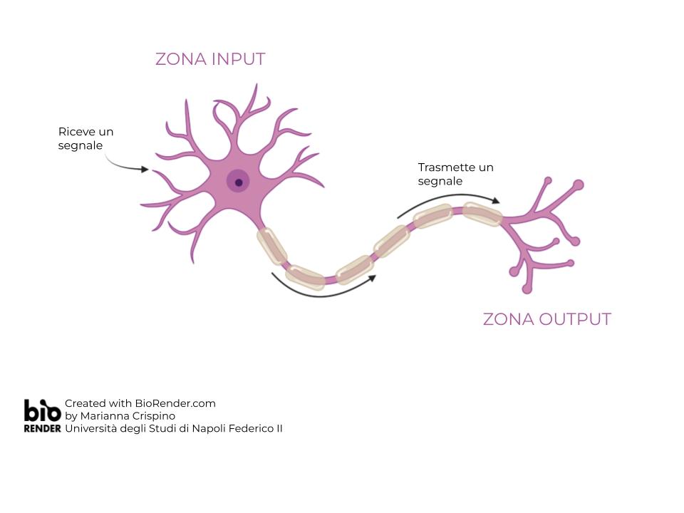 zona input