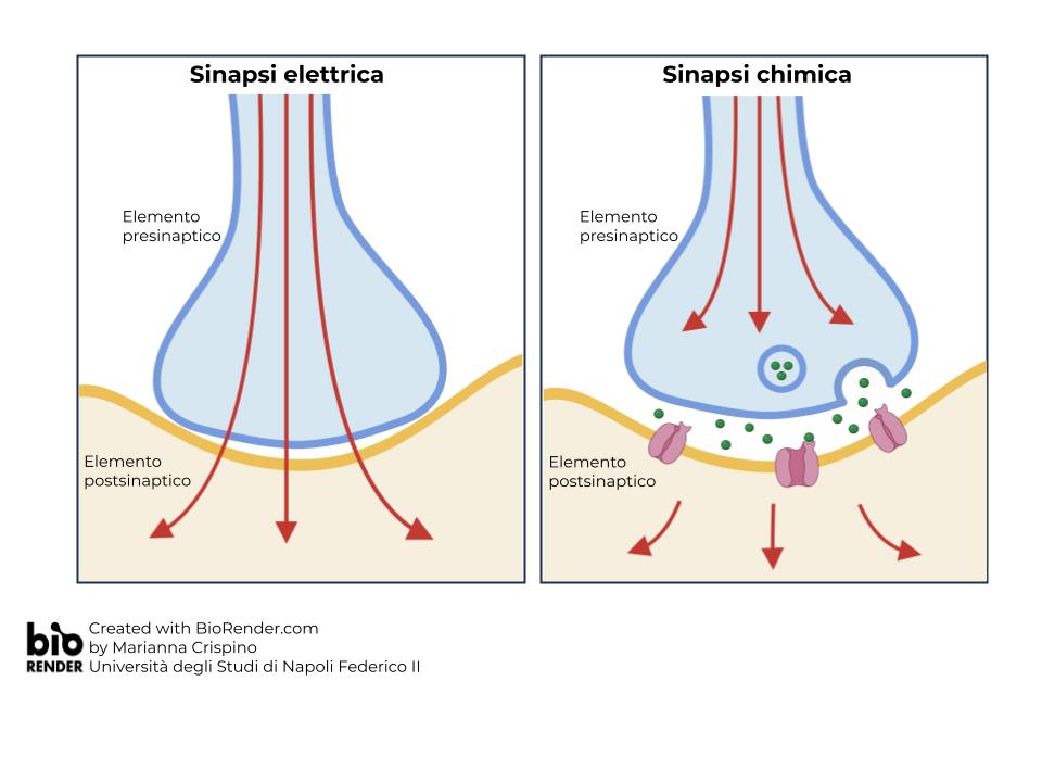 sinapsi elettrica e sinapsi chimica