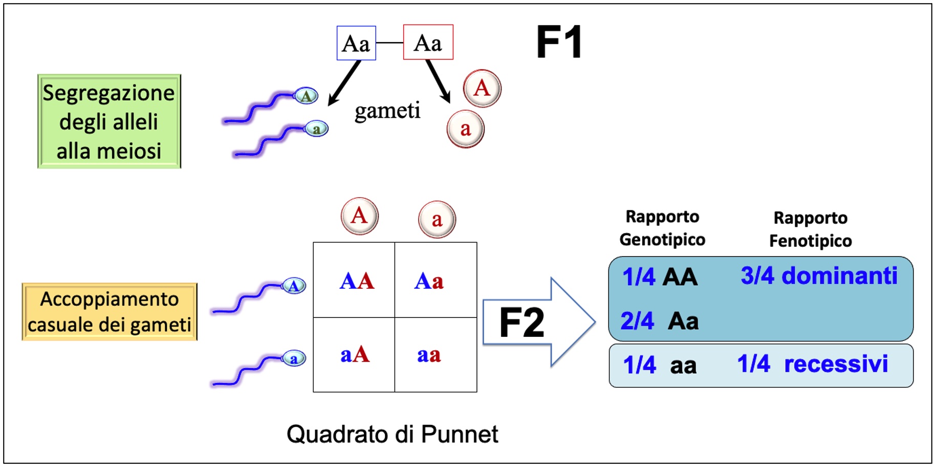 Questo risultato è facilmente verificabile con il quadrato di Punnet