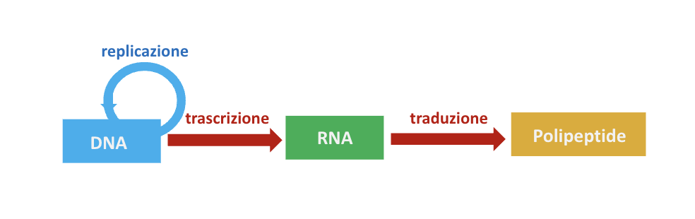 replicazione 