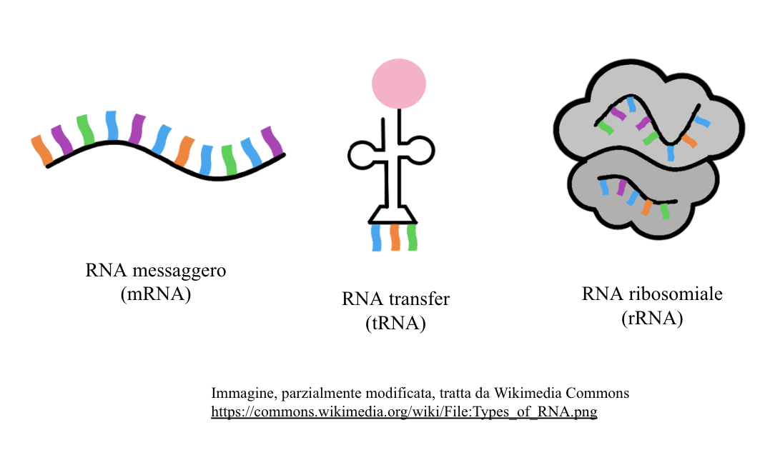 RNA