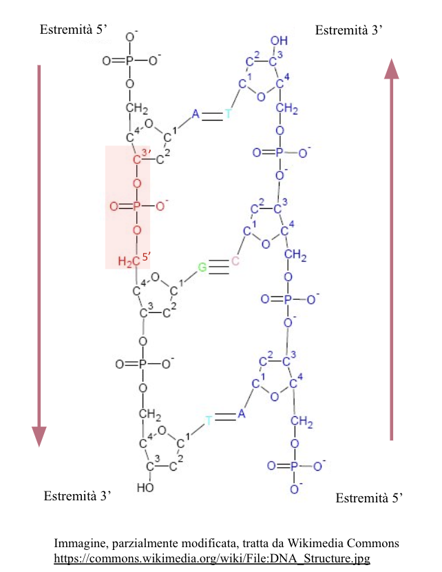 nucleotidi