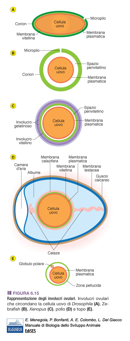 cellula uovo