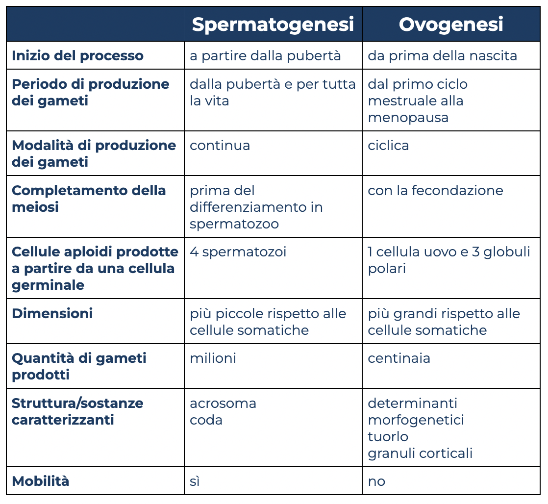 Confronto fra spermatogenesi e ovogenesi nell’uomo
