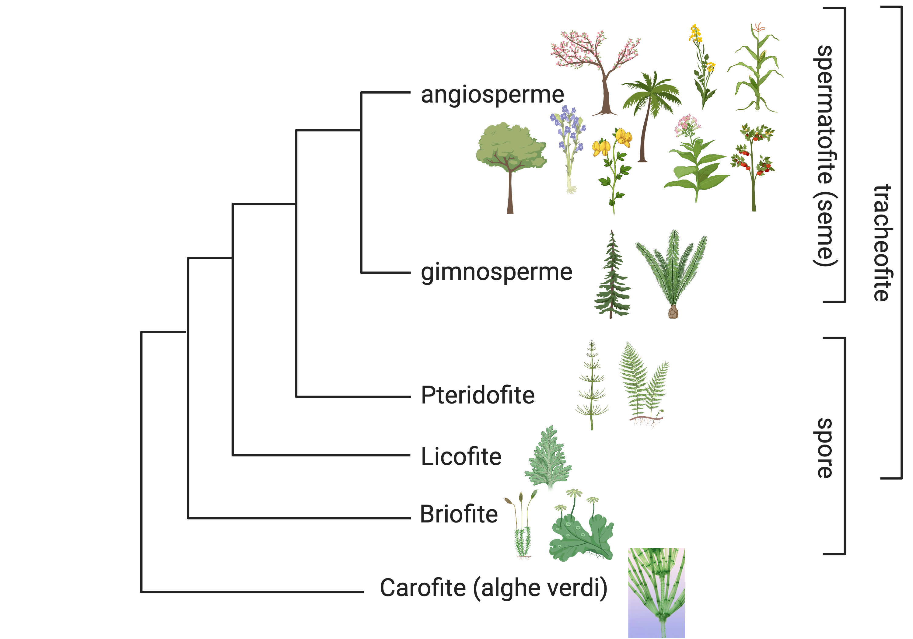 briofite