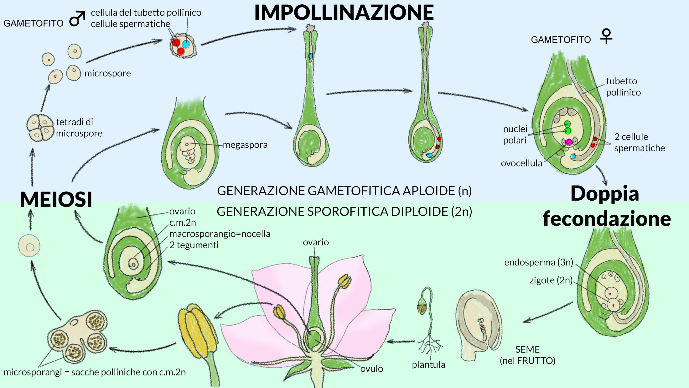 impollinazione