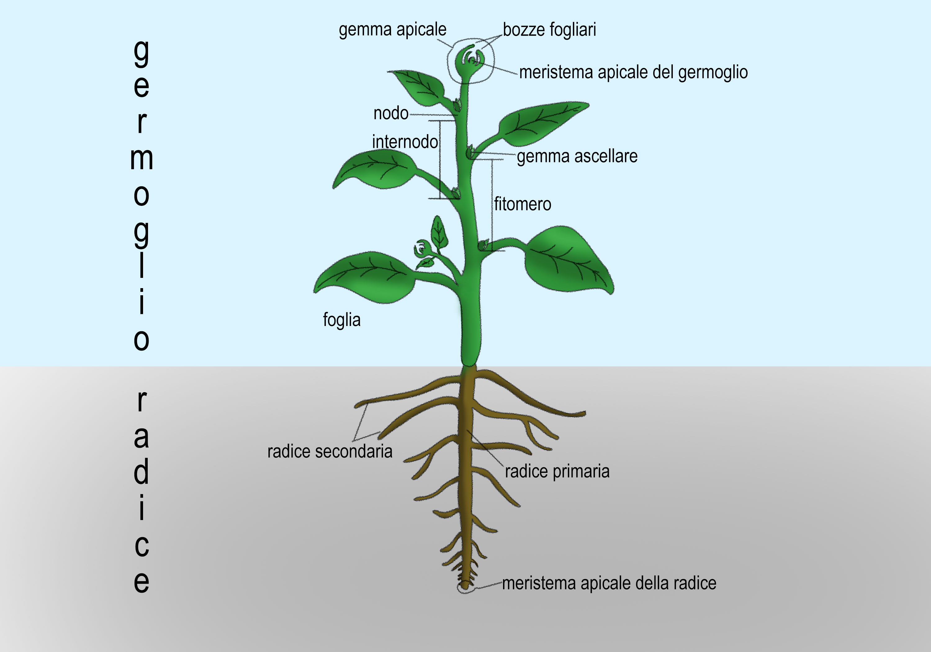 cellule della generazione