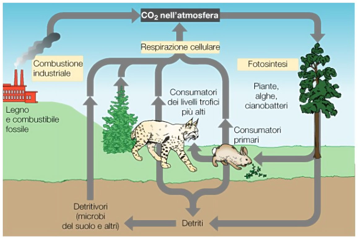 co2 nell'atmosfera 