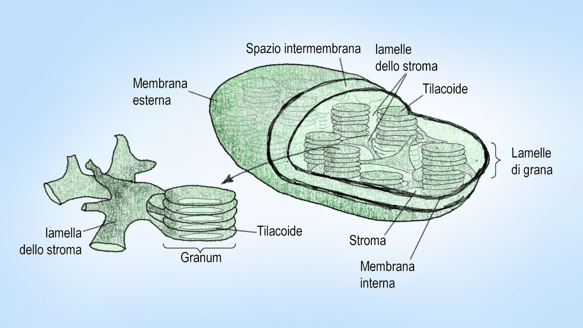  tilacoidale