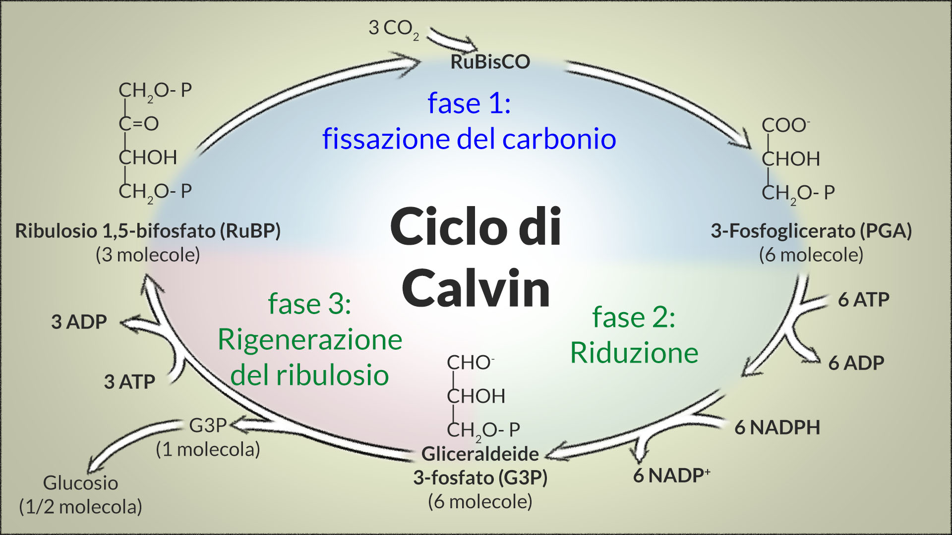 ciclo di calvin