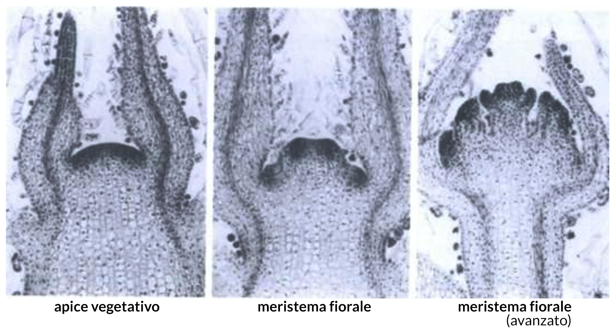 evocazione fiorale