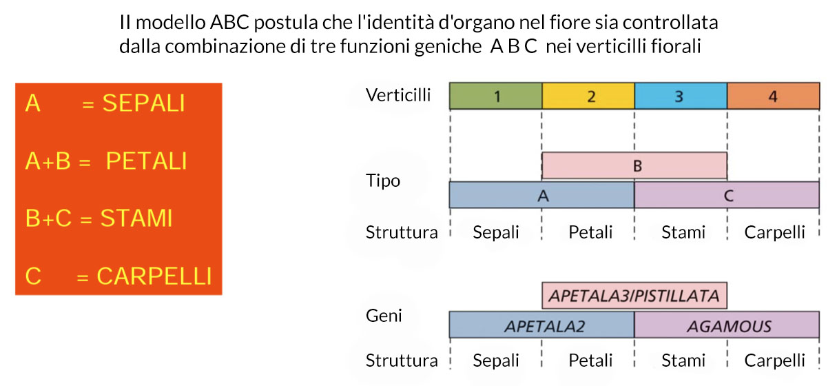 modello abc