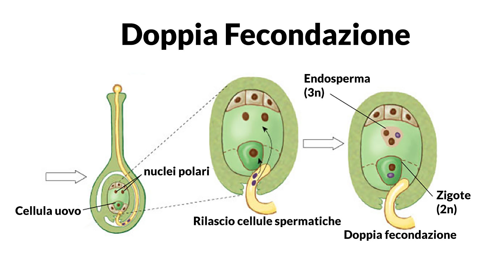 doppia fecondazione