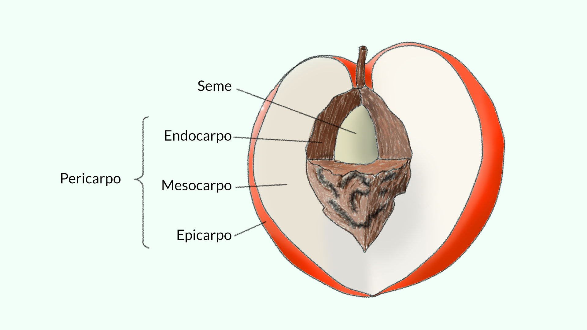  endocarpo