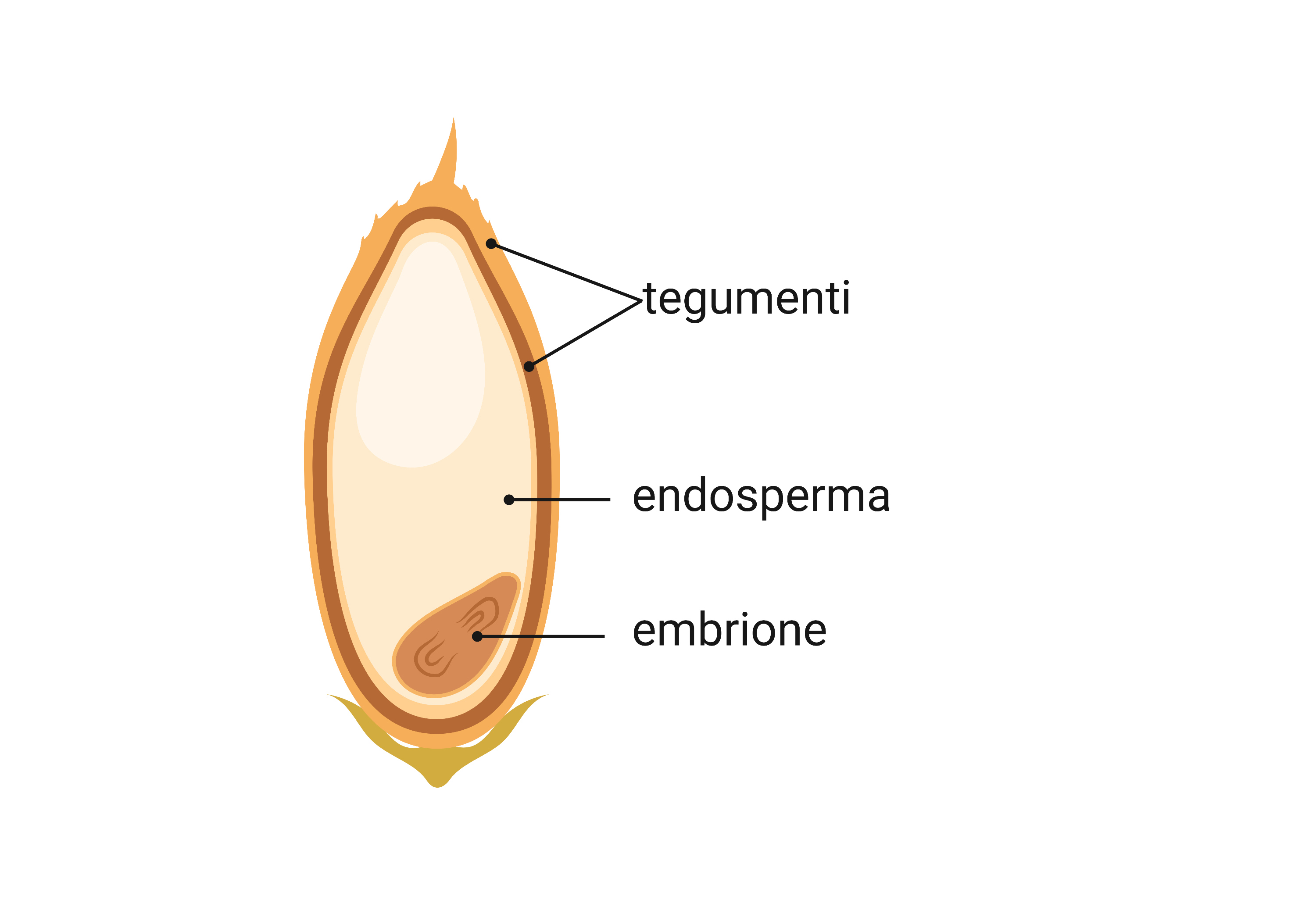 struttura del seme