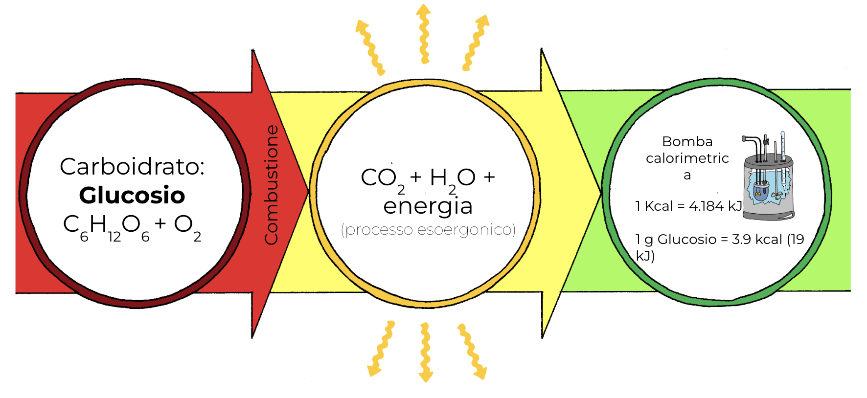 La combustione di una molecola organica come il glucosio libera energia sotto forma di calore che si può misurare con uno str