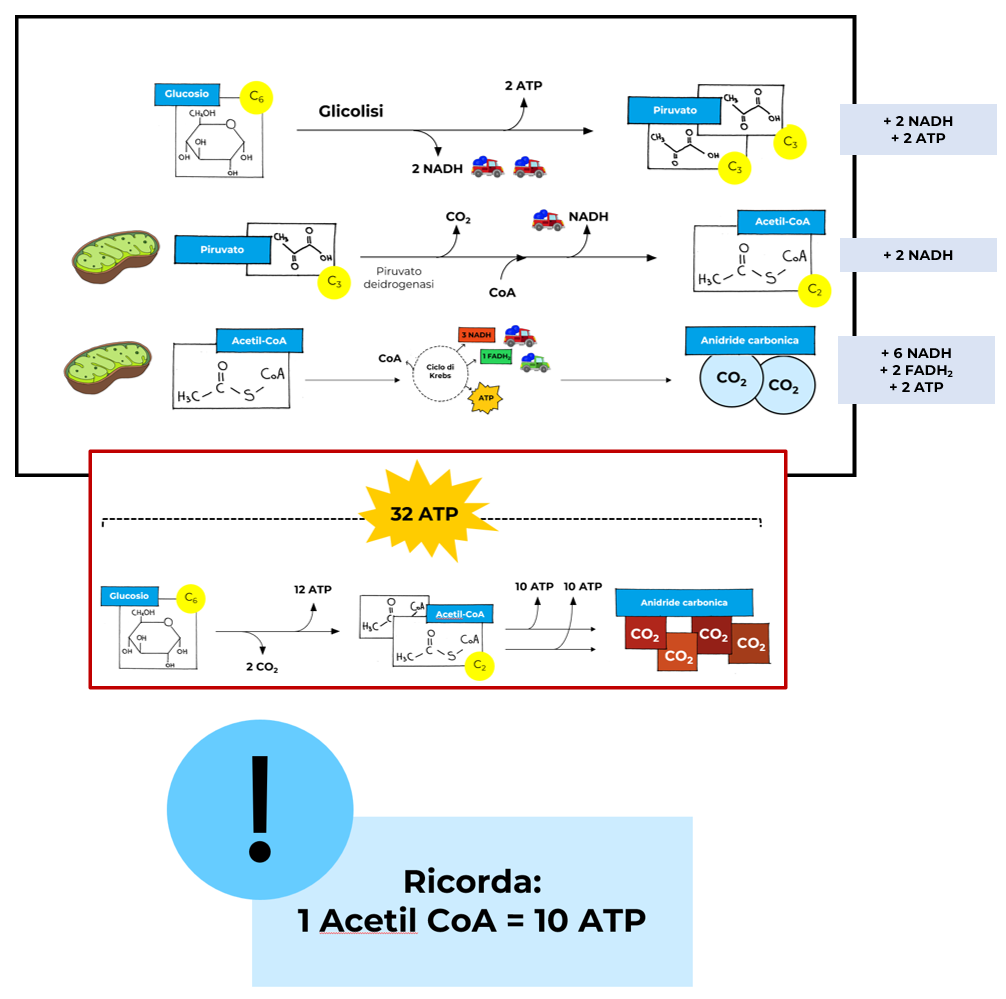 La respirazione aerobica del glucosio può generare 32 molecole di ATP per molecola di glucosio.