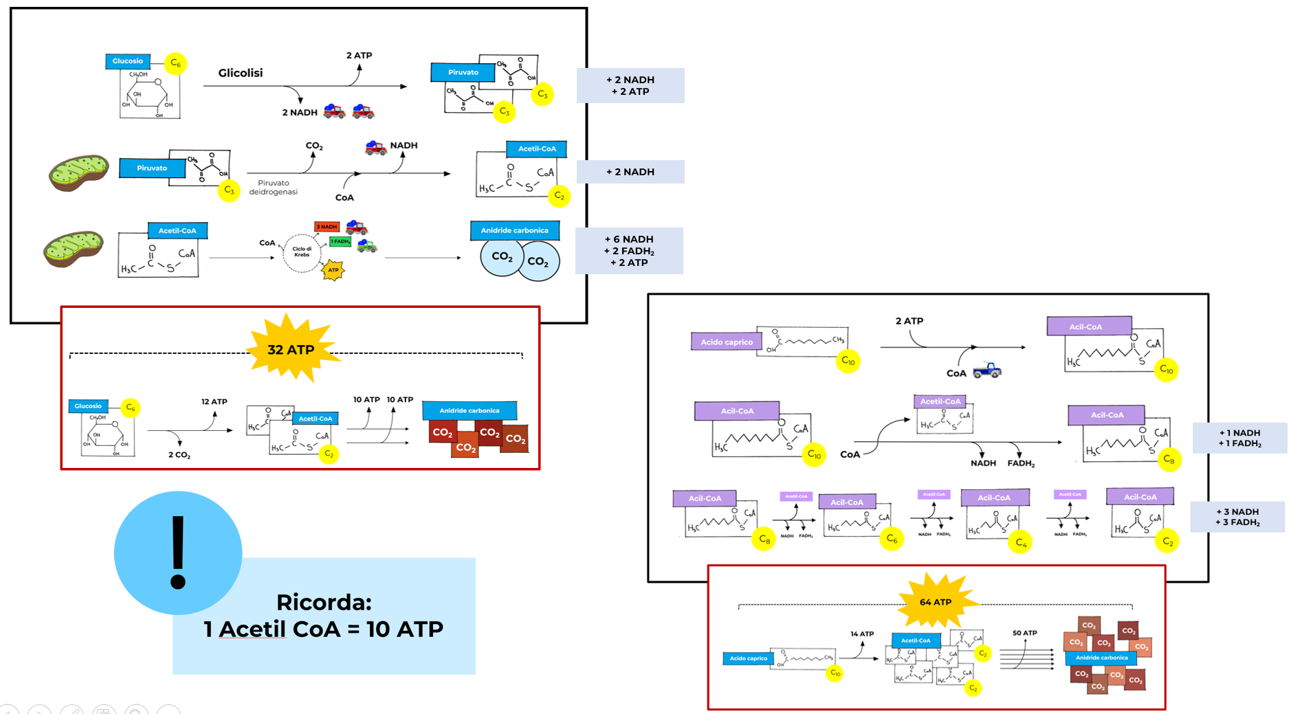 La respirazione aerobica dell’acido caprico può generare 64 molecole di ATP per molecola di acido caprico.