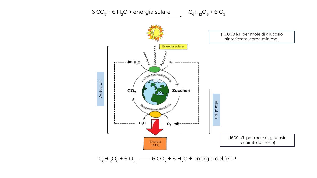 I substrati della fotosintesi ossigenica (CO2 e H2O) sono i prodotti della respirazione aerobica e viceversa. 