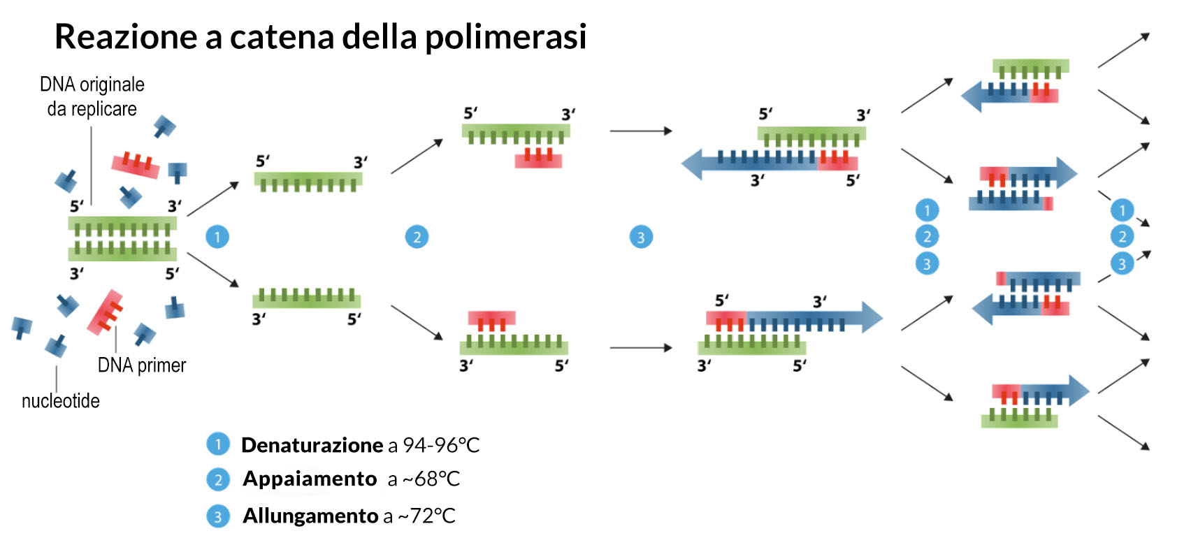 reazione a catena della polimerasi