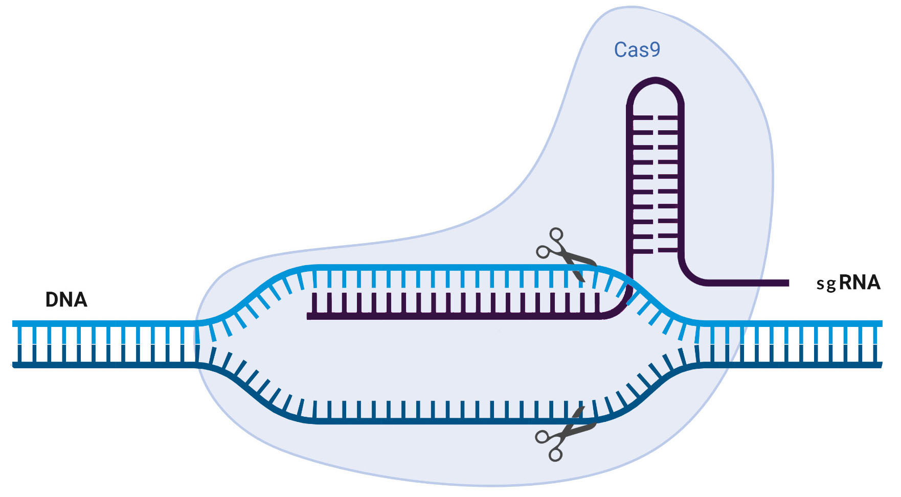 genome editing