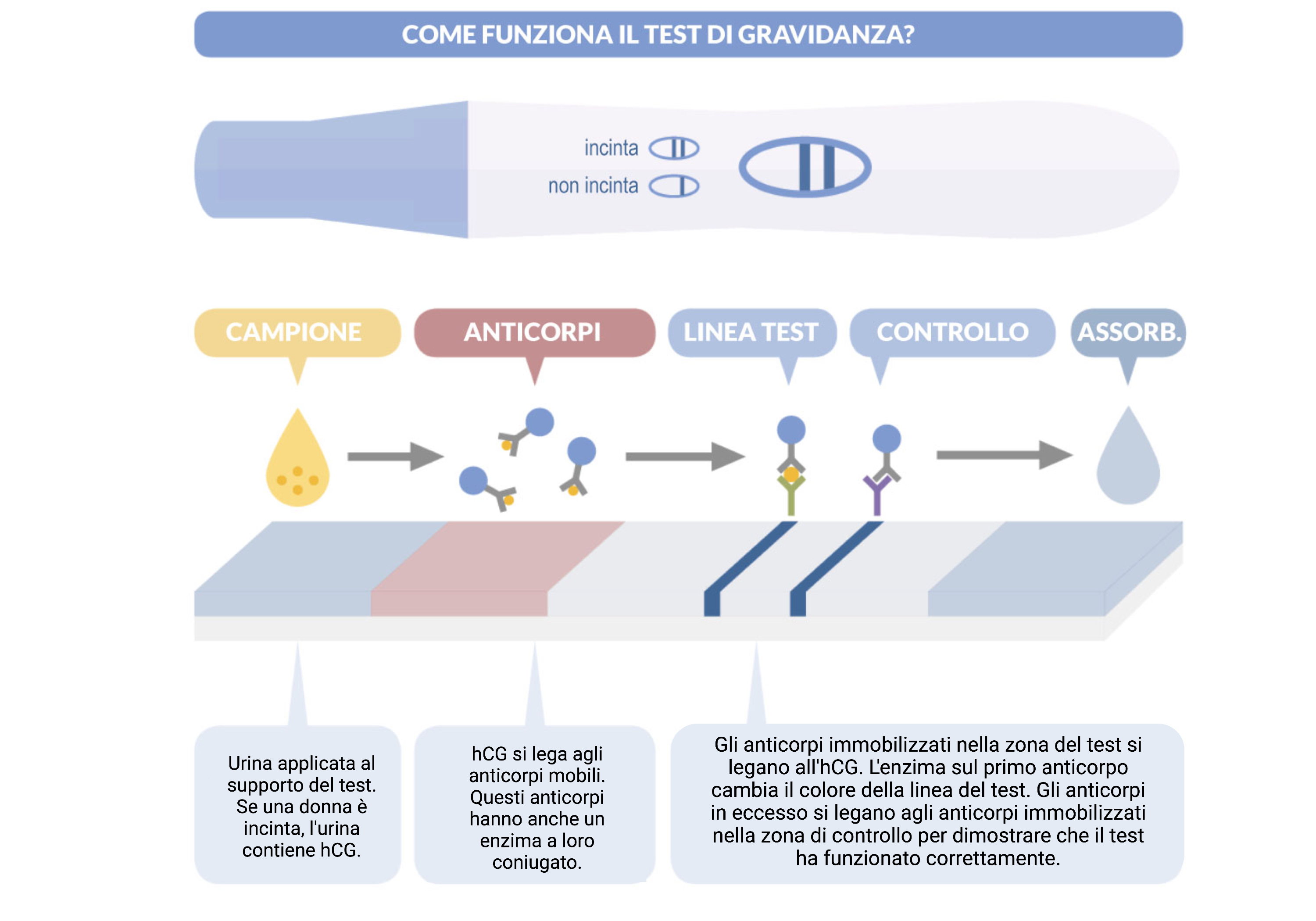 test di gravidanza