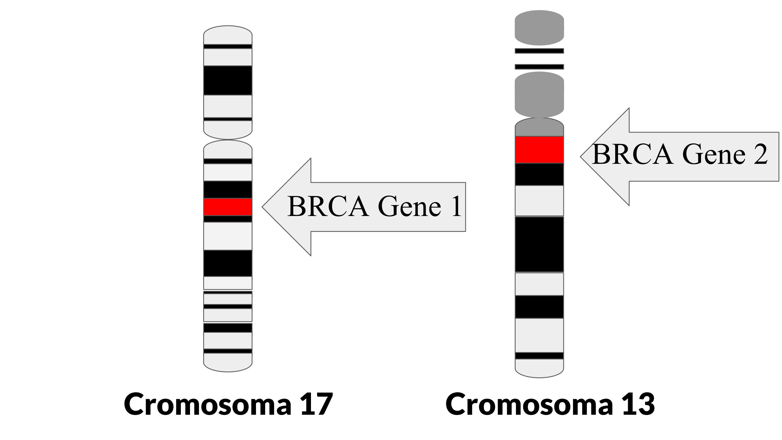 geni specifici (BRCA1 e BRCA2) 