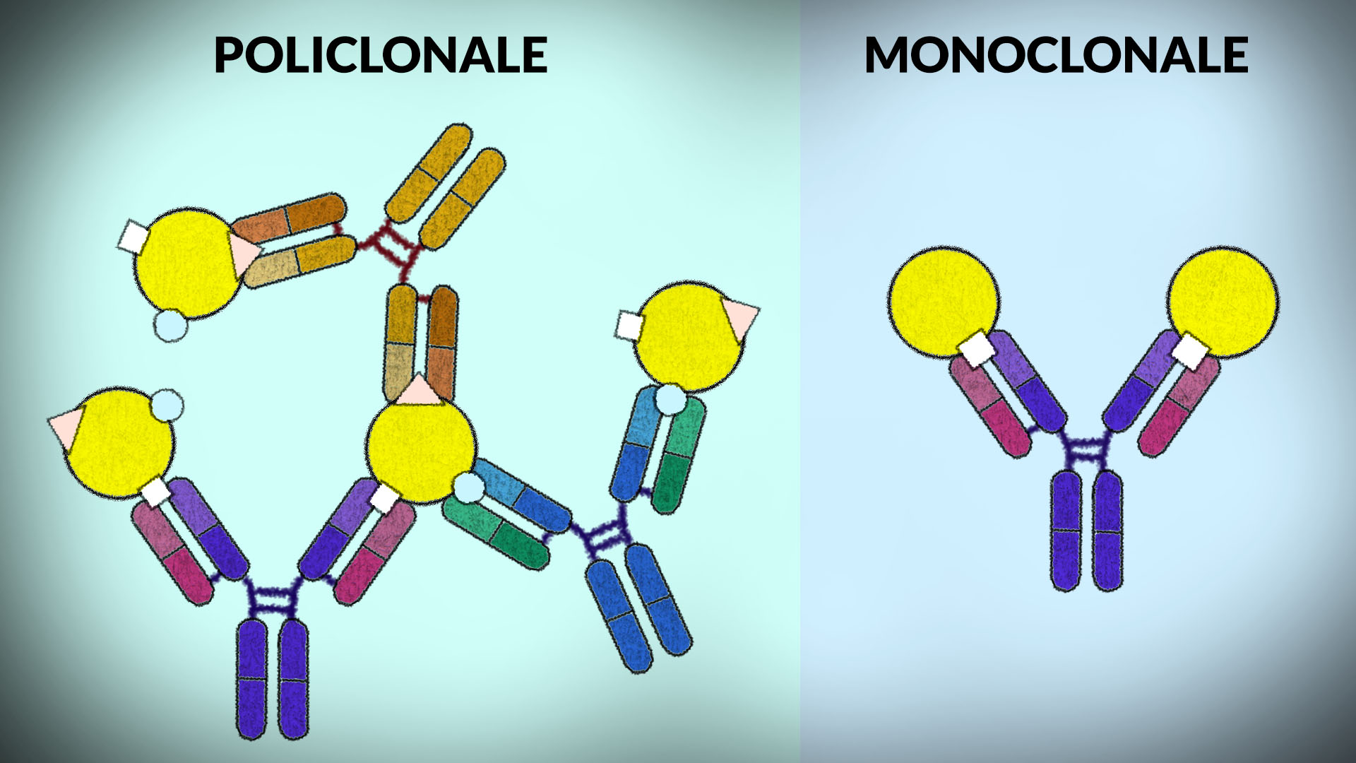 policlonale