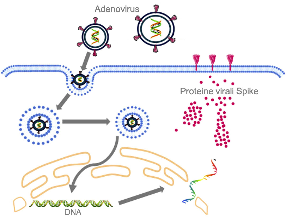 adenovirus