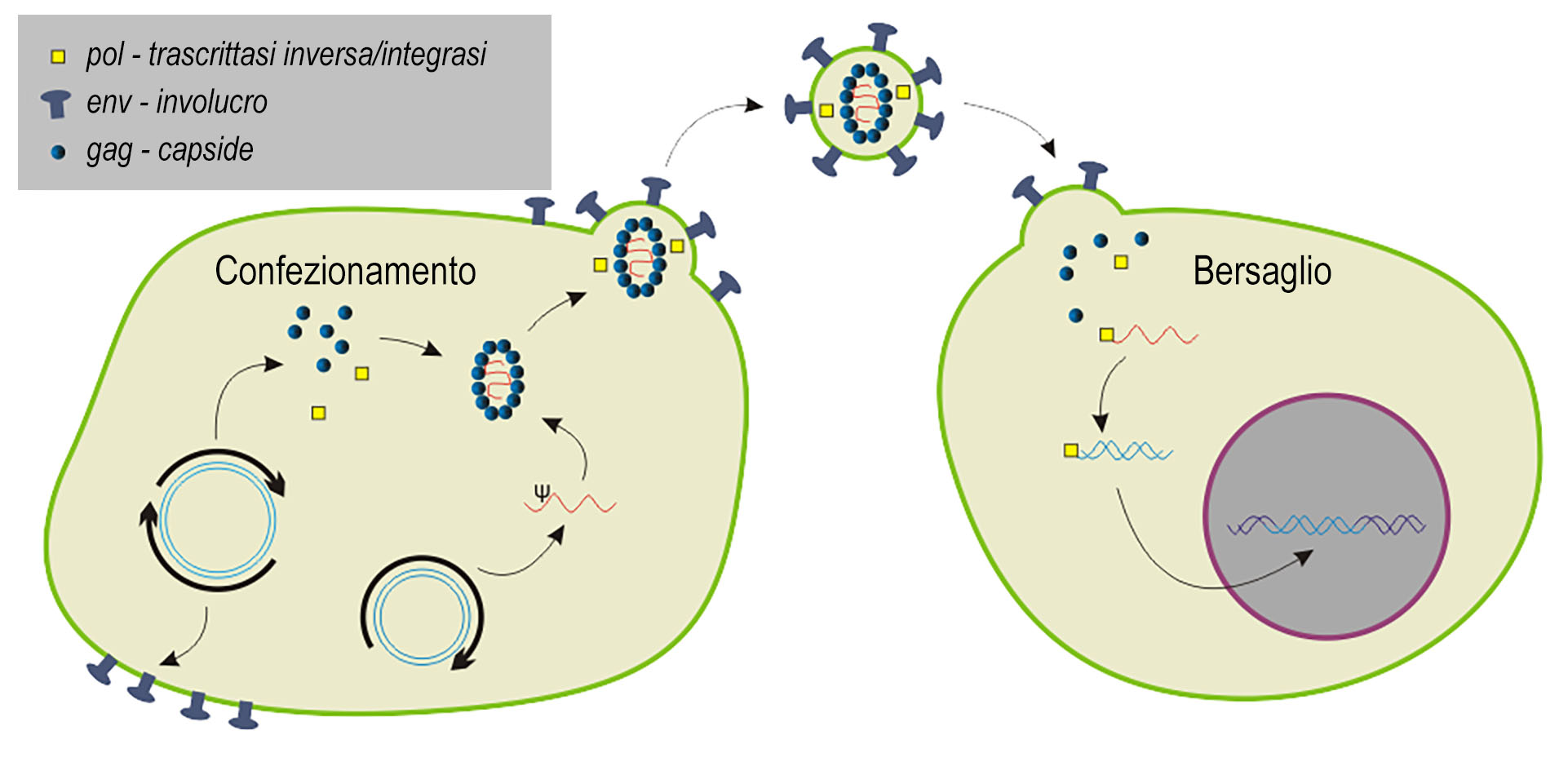 terapia genetica