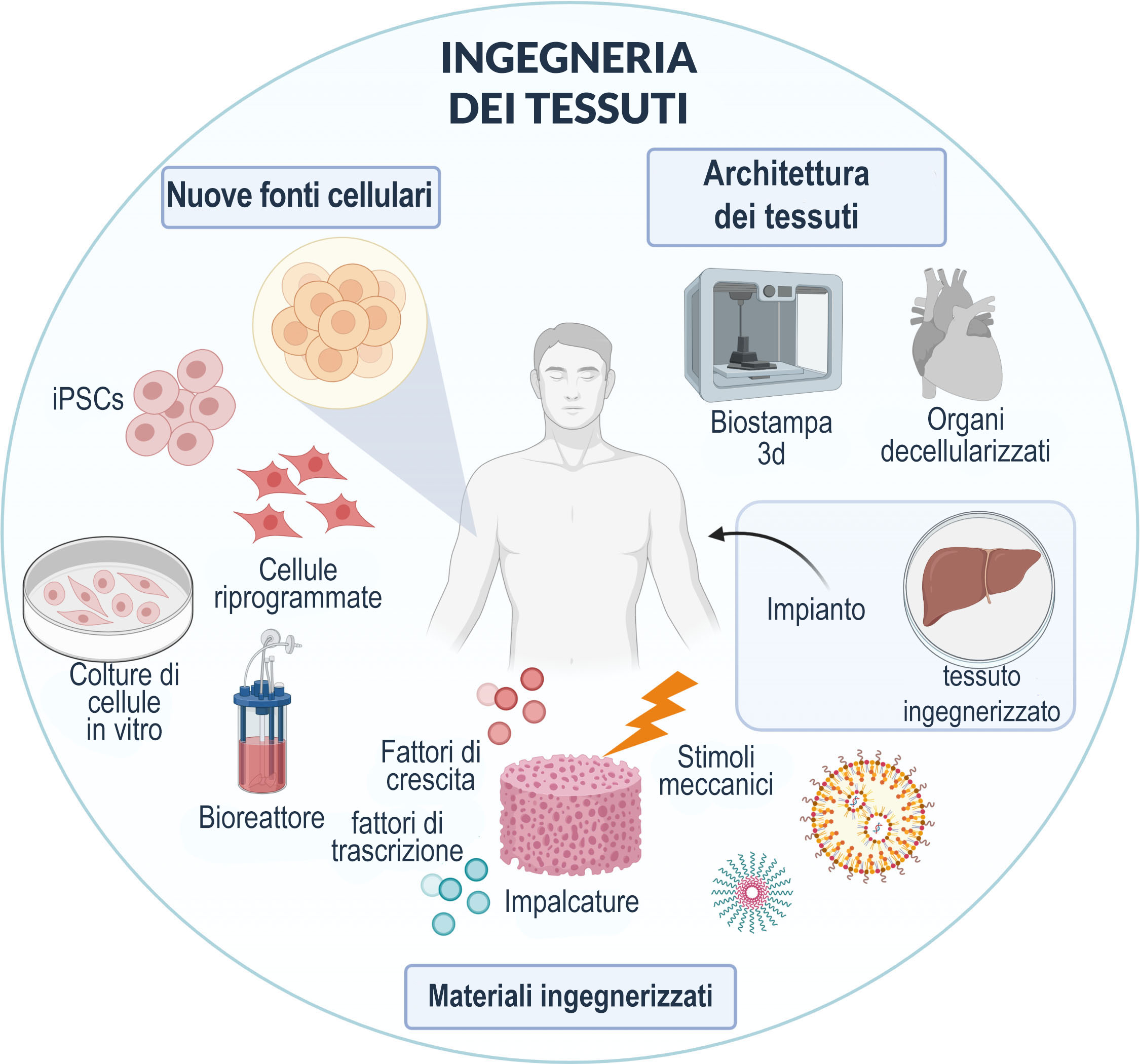 ingegneria dei tessuti