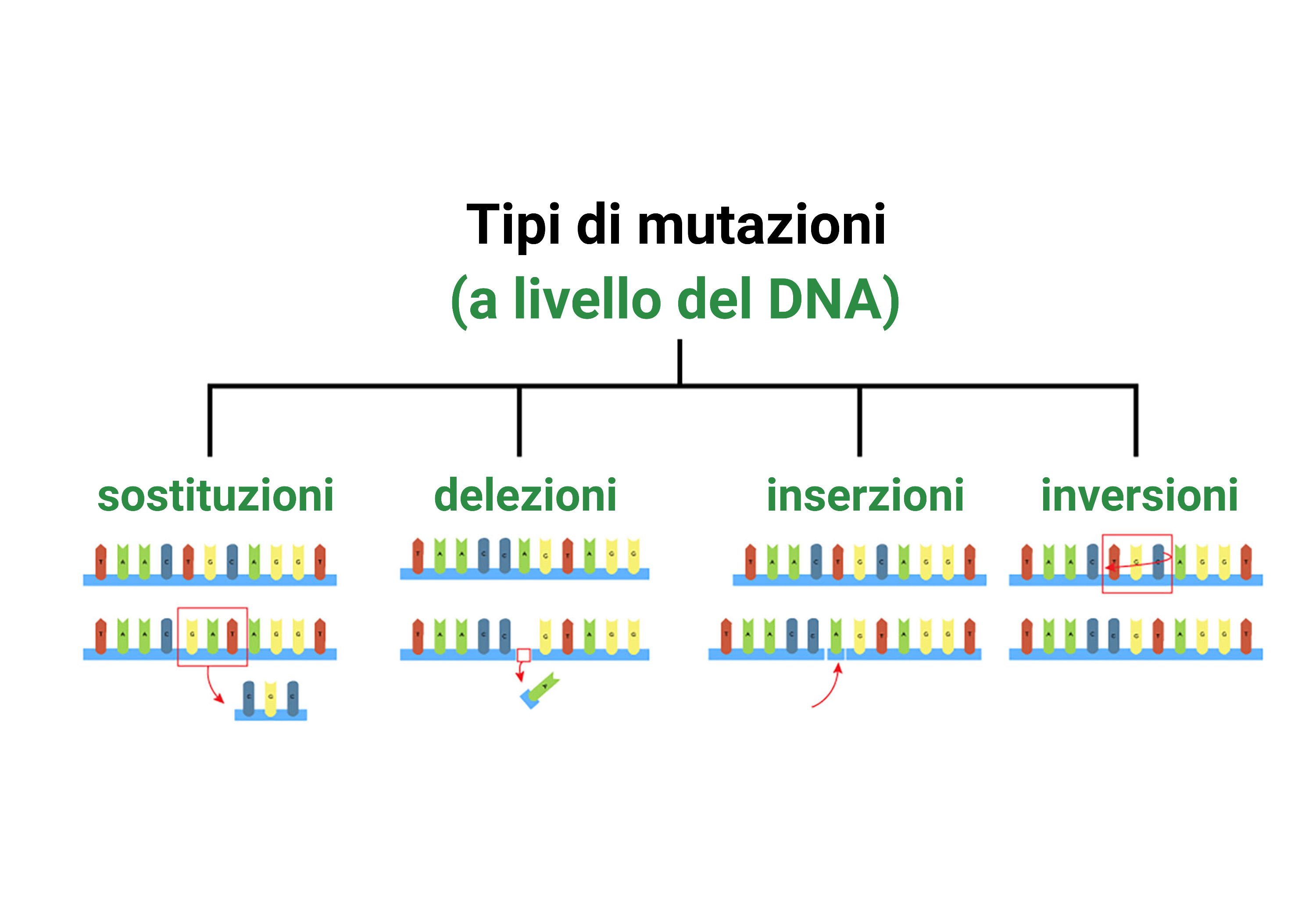 tipi di mutazione livello dna