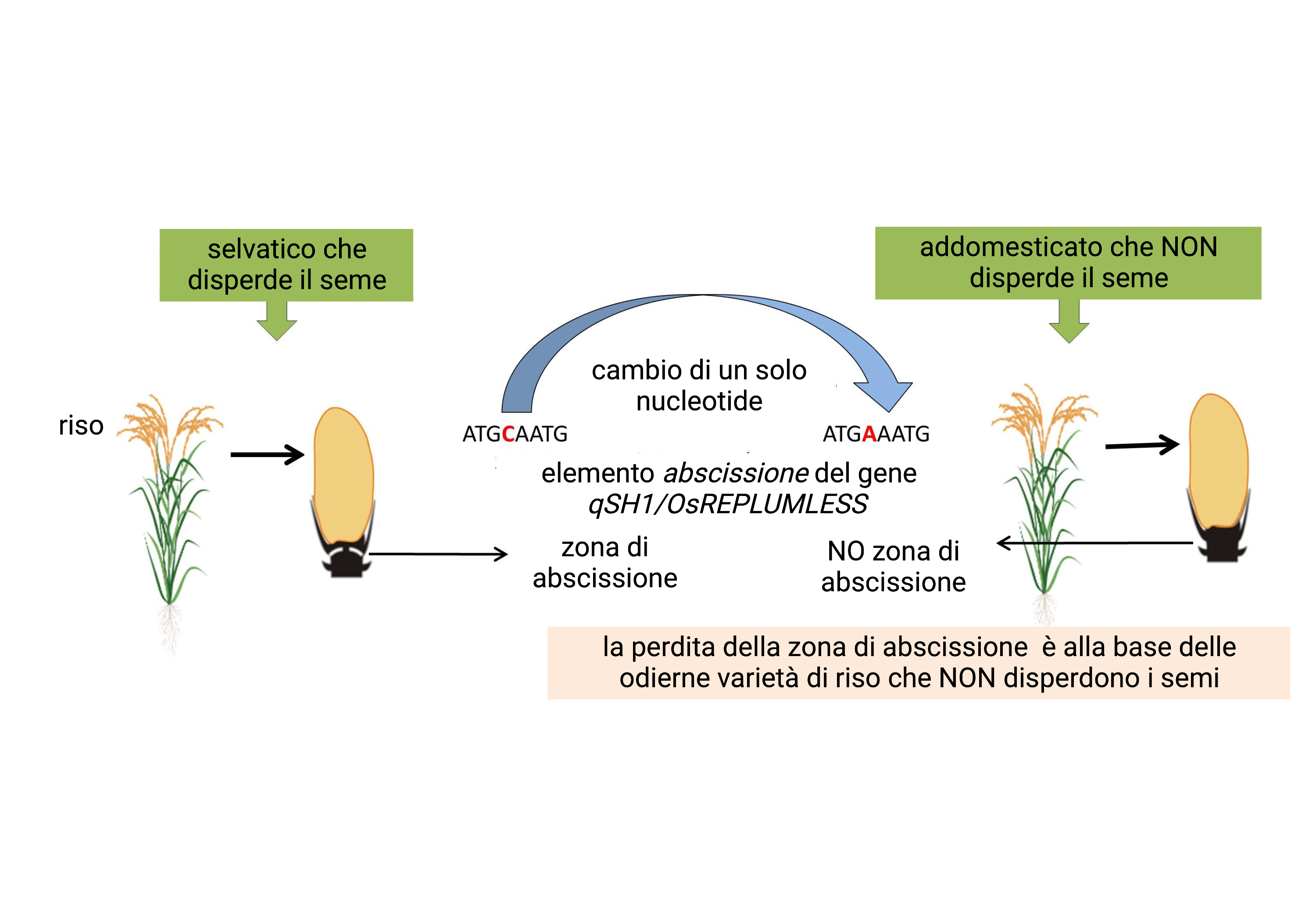 cambio di un solo nucleotide