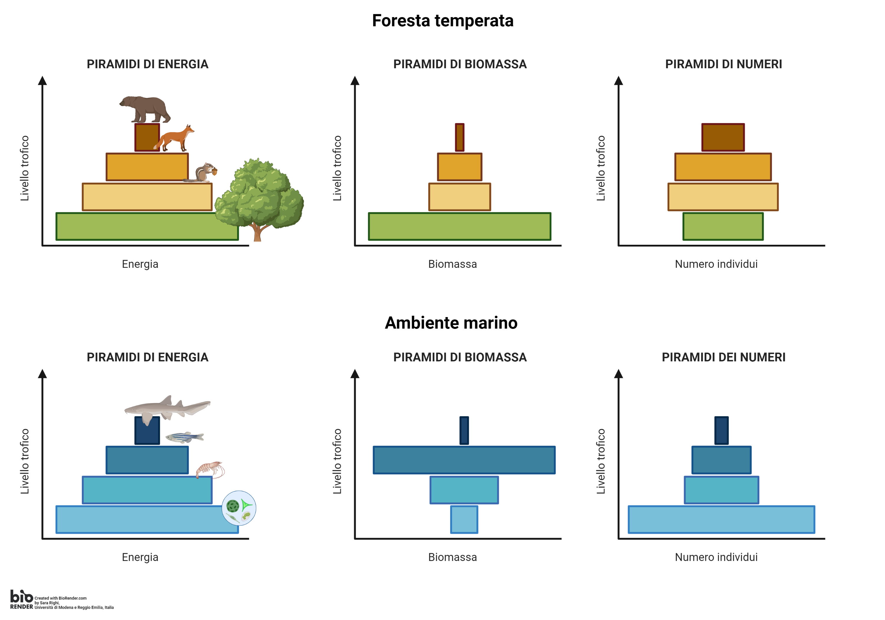 foresta temperata