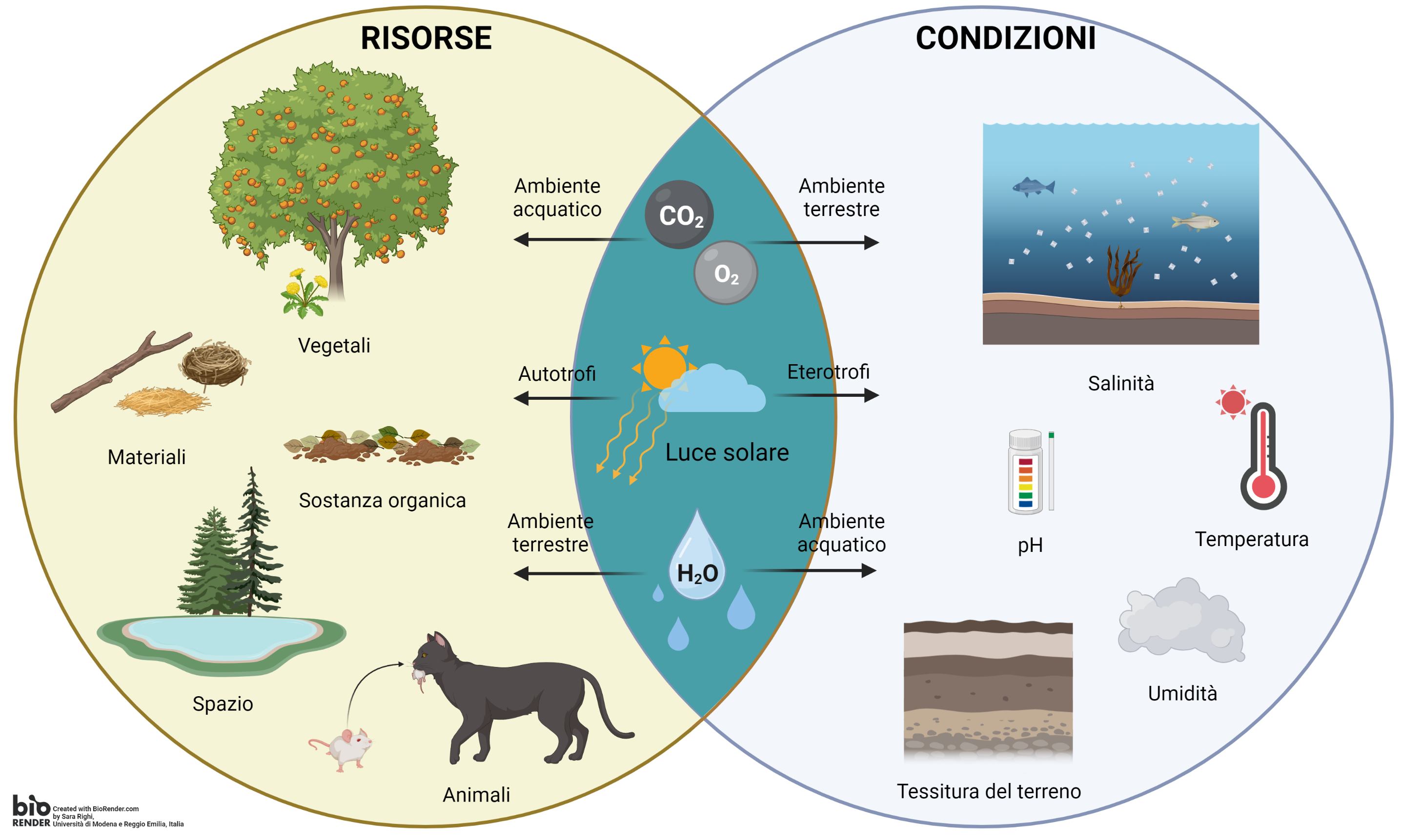 risorse e condizioni